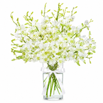 Load image into Gallery viewer, Ivorica Orchids