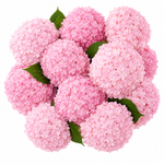 Load image into Gallery viewer, Pinkara Hydrangeas