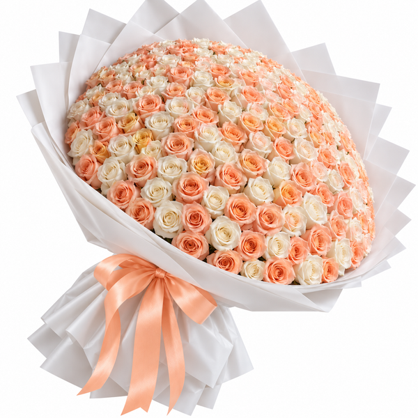 120 Peach & White Roses – Symphony of Grace