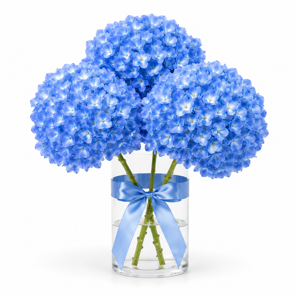 Aquabelle Hydrangeas