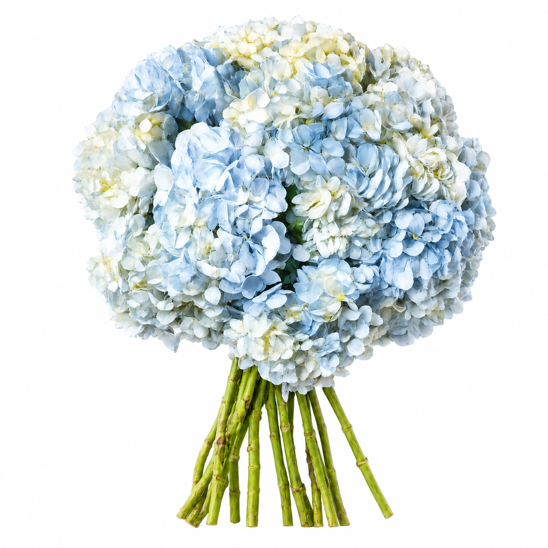 Azurielle Hydrangeas