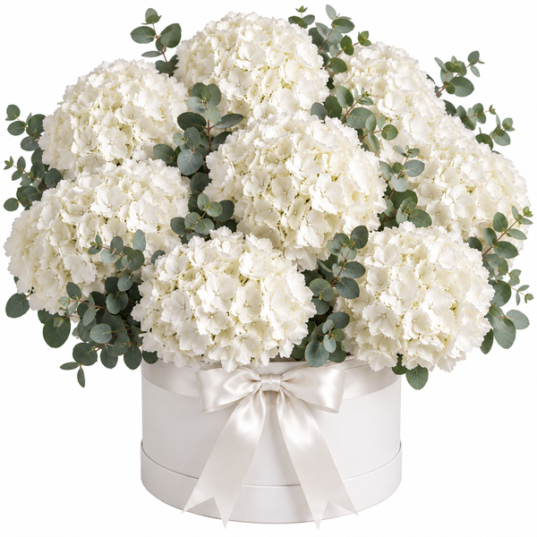 15 White Hydrangeas – Pure Cloud Box