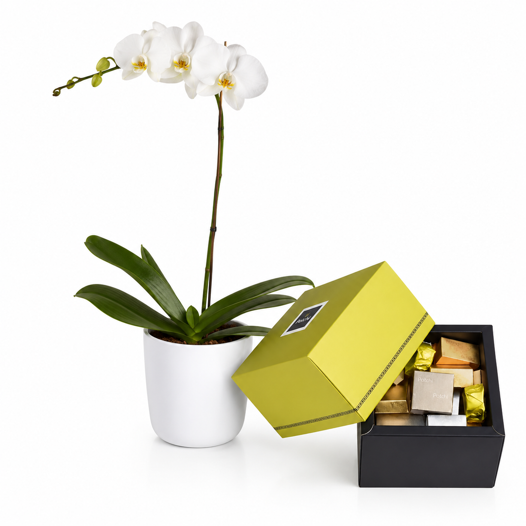 Ivoria Orchid