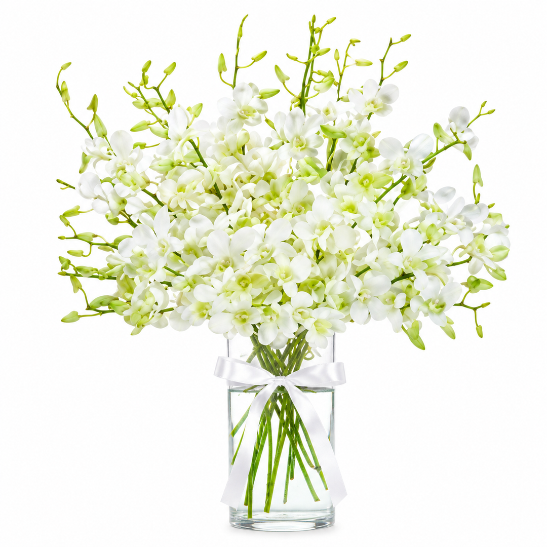 Ivorica Orchids