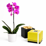 Load image into Gallery viewer, Lavendra Orchid