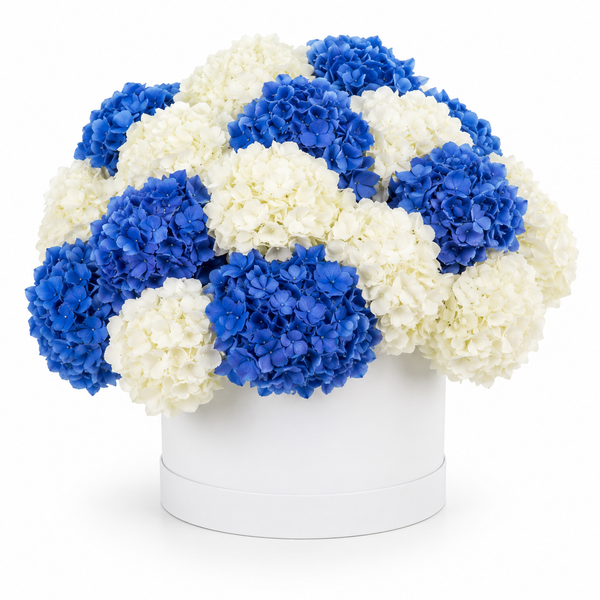 Mariselle Hydrangeas