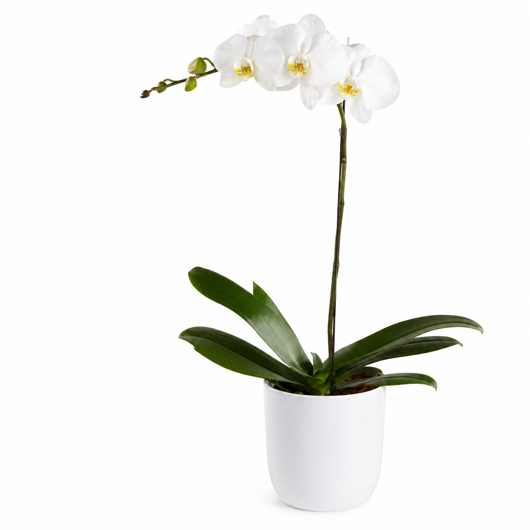 Orchadia Prestige
